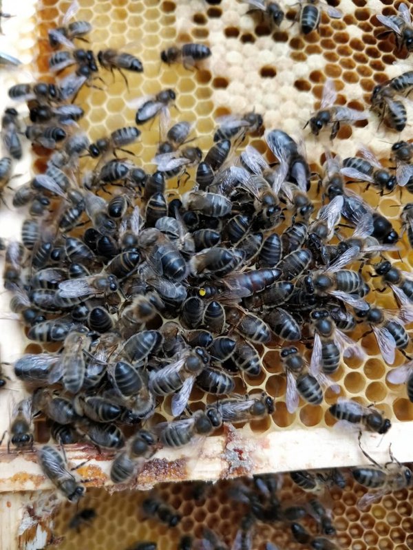 Mustan mehiläisen hunaja 300 g, luomu